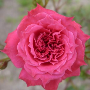 GYPSY JEWEL (miniature)
